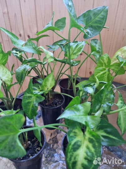 Сингониум арроу