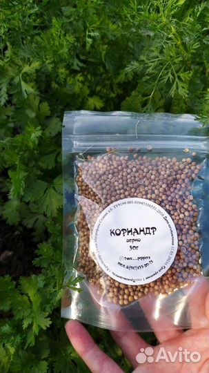 Семена кинза корианд микрозелень