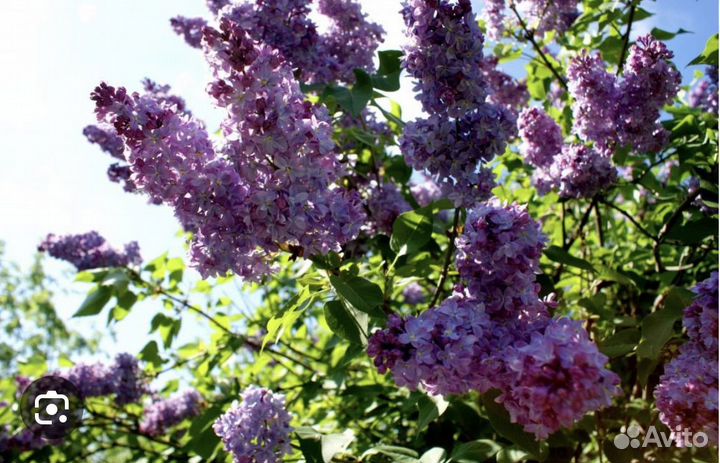 Сирень махровая (побеги)