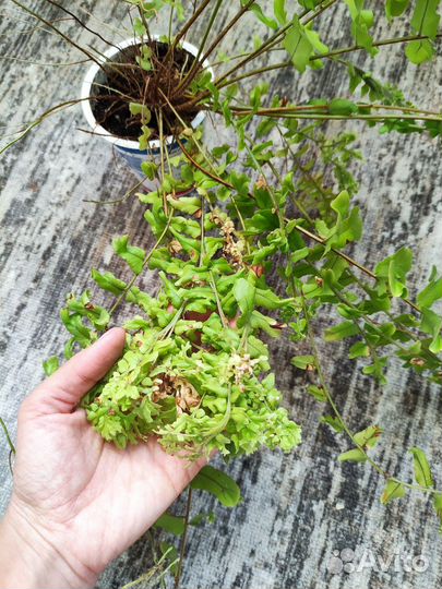 Папоротник комнатный