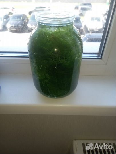 Водоросли для аквариума
