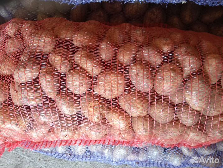 Картофель крупный