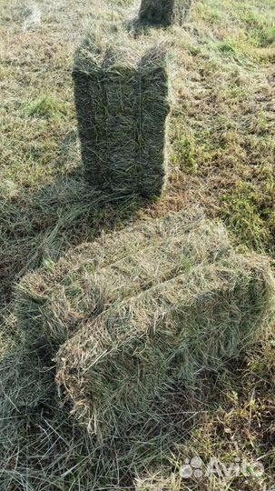 Сено в тюках