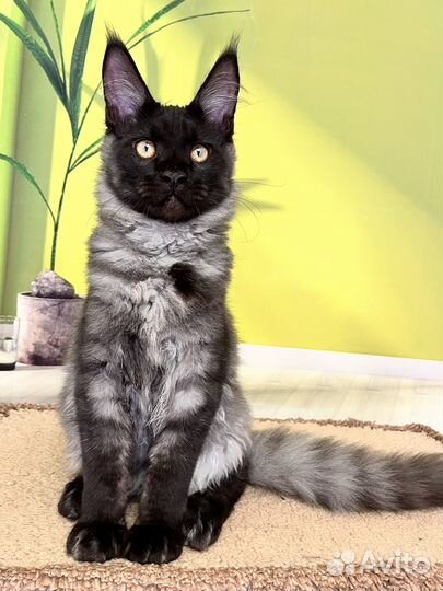 Котик мейн кун 4 месяца