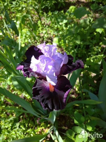 Лилейники, флоксы, пионы, ирисы, лилия