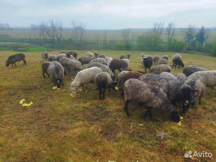 Овцы бараны ягнята