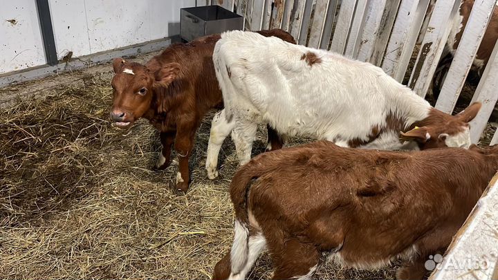 Нетели, бычки, телки