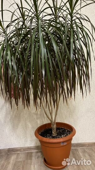 Продам пальму Драцена