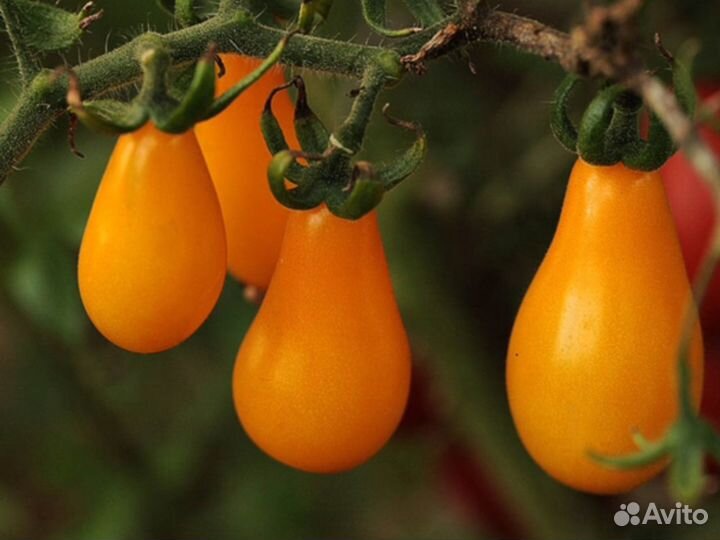 Семена томата желтая груша, (Болгария) 10с