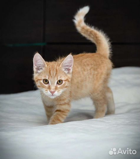 Рыжий котенок девочка