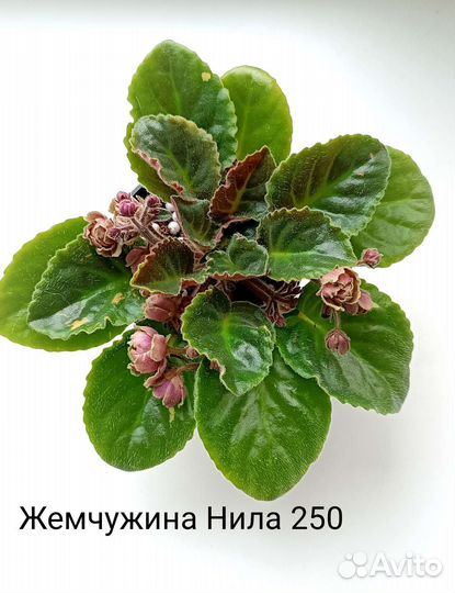 Детки сортовых фиалок