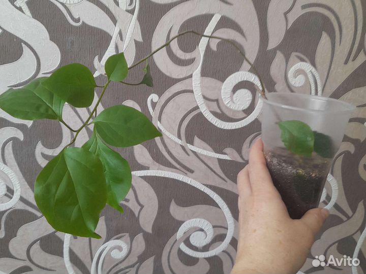 Бугенвиллия