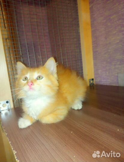 Котенок Санька в поисках семьи