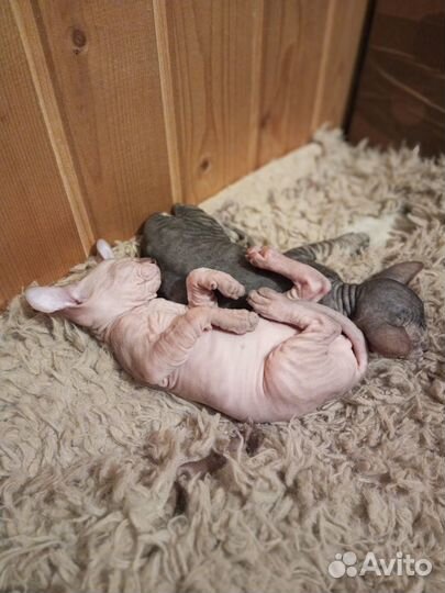 Сфинксята