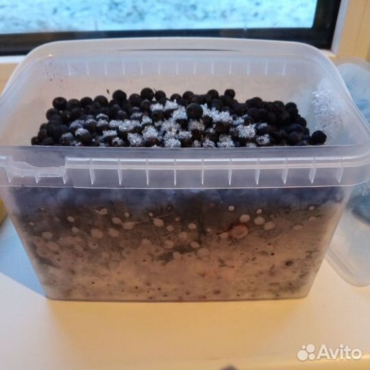 Черника,черная и белая смородина