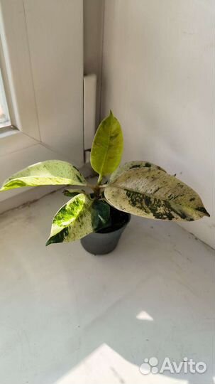 Фикус шривериана, ruby
