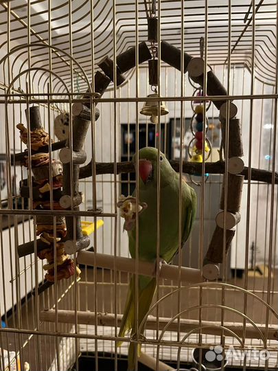 Ожереловый попугай