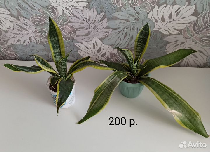 Сансевиерия