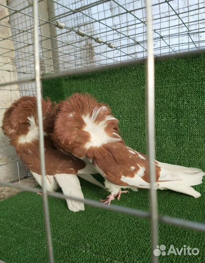 Продажа голубей