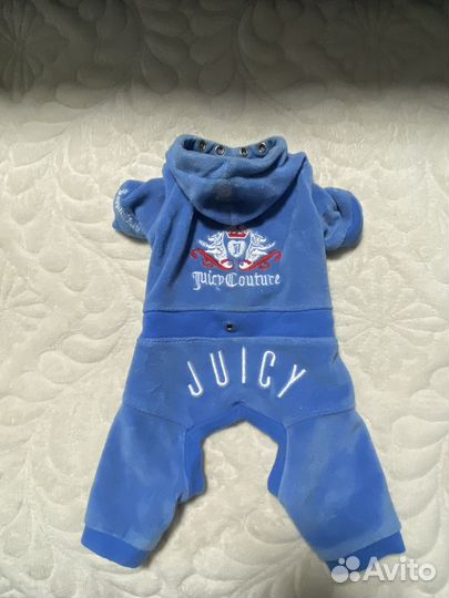 Одежда для собак мелких пород