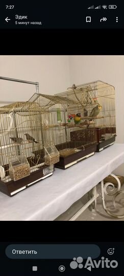 Попугай пара с клеткой