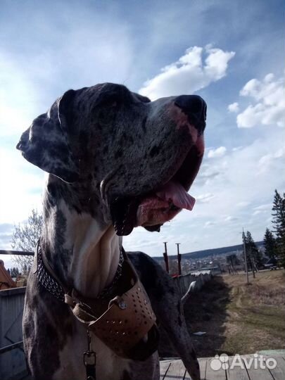 Вязка Немецкий дог