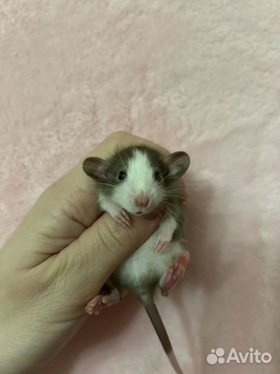 Крысята Дамбо малыши ручные