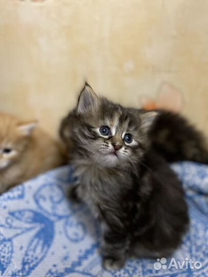 Курильский бобтейл