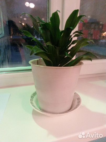 Цветок драцена