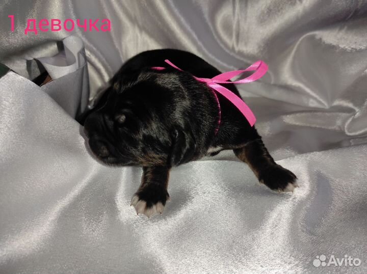 Щенята Мастифята