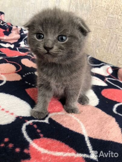 Котята