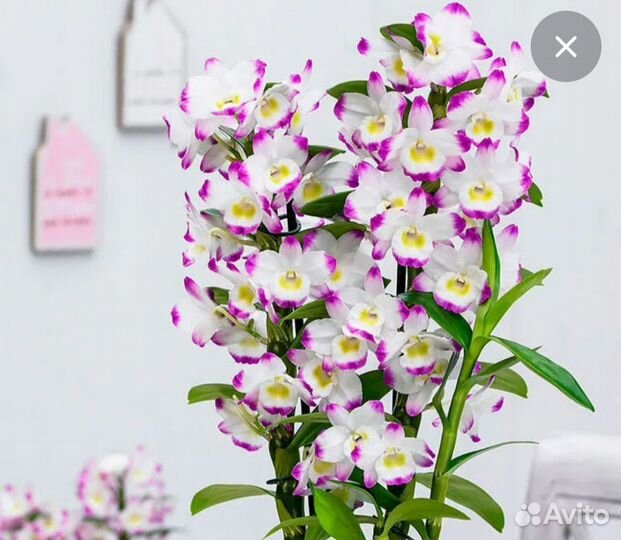 Орхидея дендробиум, не цветёт