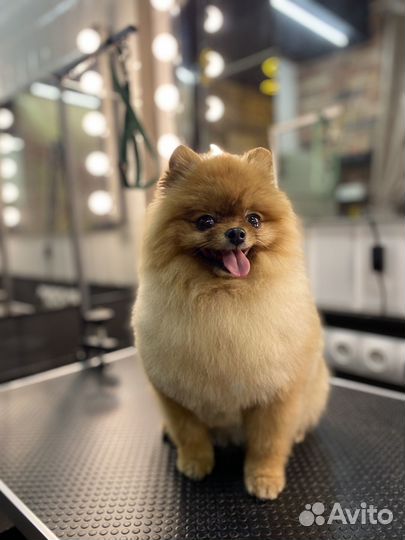 Груминг, стрижка собак,экспресс линька