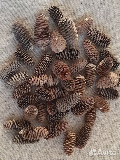 Шишки еловые