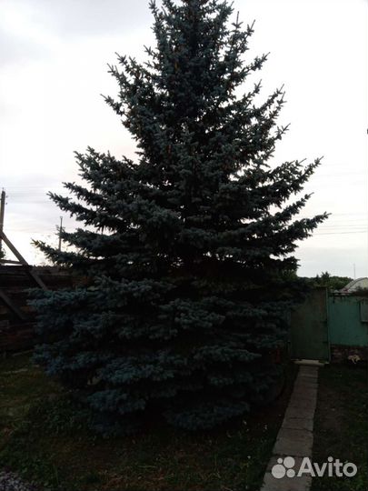 Ель голубая продам цена договорная