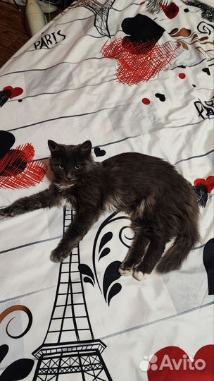 Котенок бесплатно