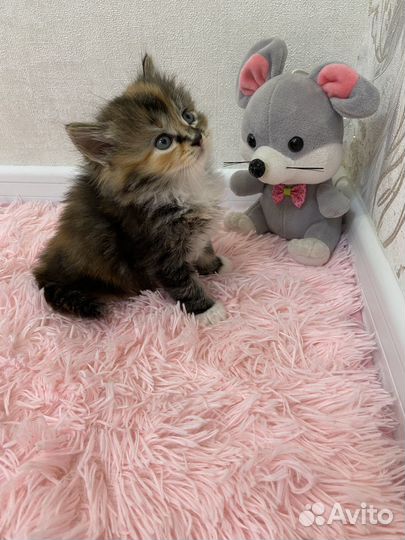 Котята в добрые руки бесплатно