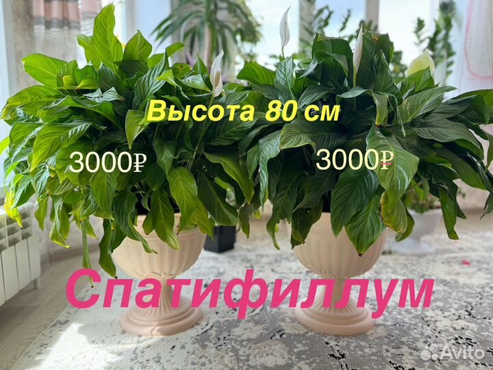 Комнатные растения цветы большие