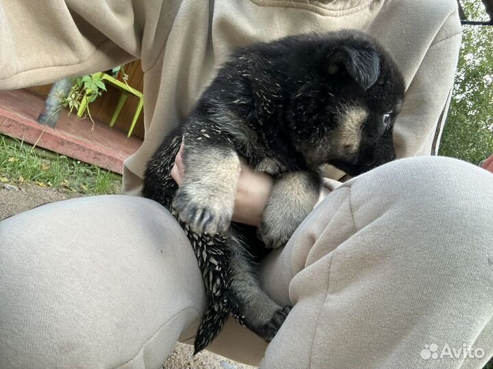 Щенок метис