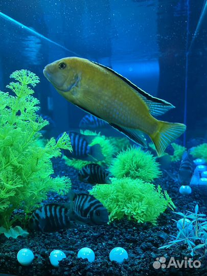 Рыбки цихлиды