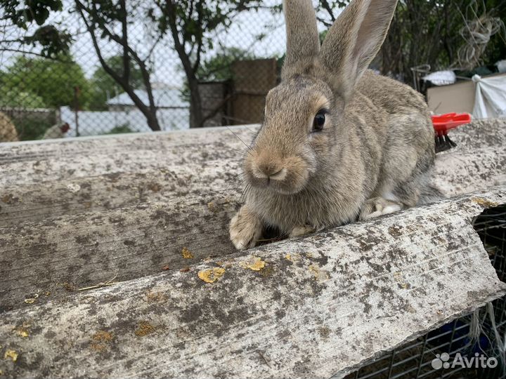 Кролик полу великан