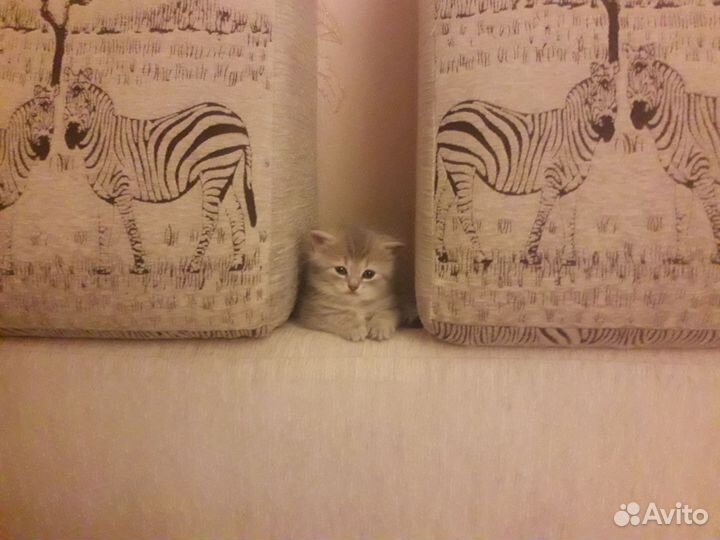 Британская