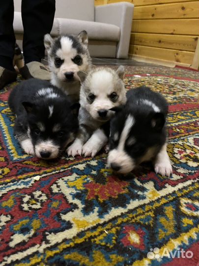 Сибирский хаски