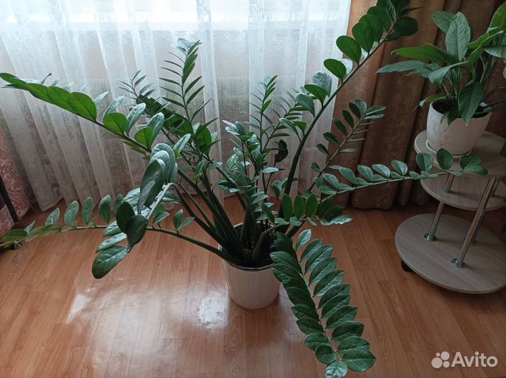 Замиокулькас (долларовое дерево)
