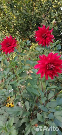 Георгины клубни