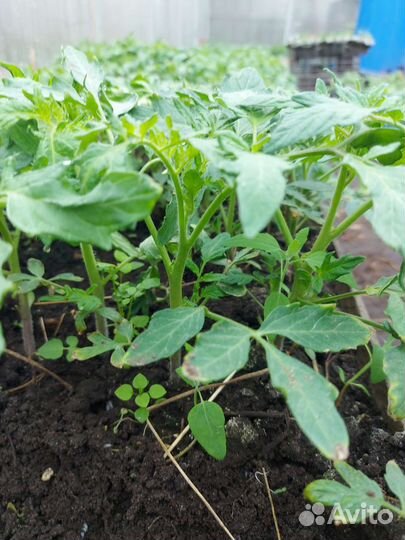 Рассада помидоров,капусты и вегетативных цветов
