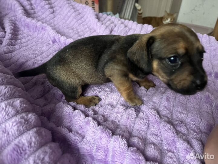 Щенок таксы