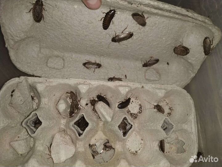 Мраморные тараканы живые крупные и мелкие