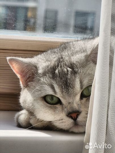Отдам кота в добрые руки