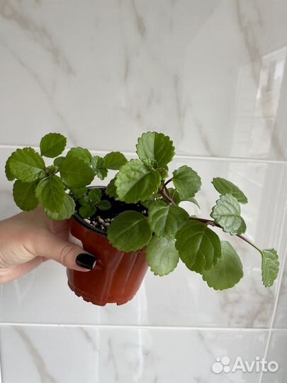 Плектрантус мутовчатый